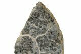Impressive Promicroceras Ammonite Cluster - Somerset, England #176297-2